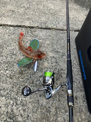 ホウボウの釣果