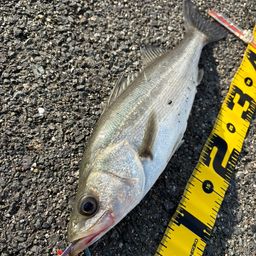 セイゴ（マルスズキ）