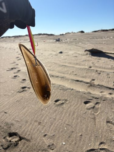 シタビラメの釣果