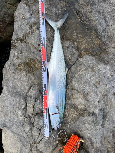 サゴシの釣果