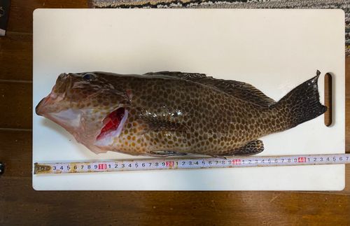 オオモンハタの釣果