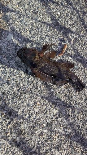 ムラソイの釣果