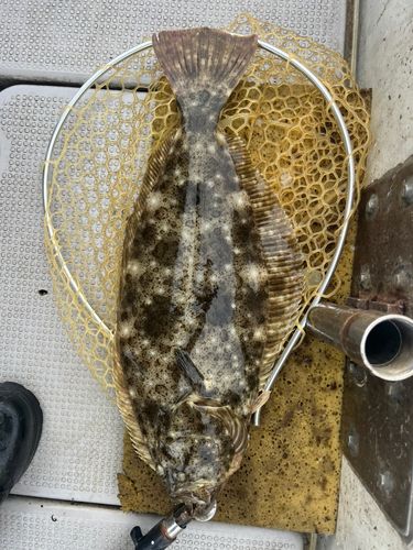 ヒラメの釣果