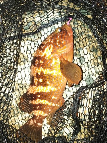 キジハタの釣果