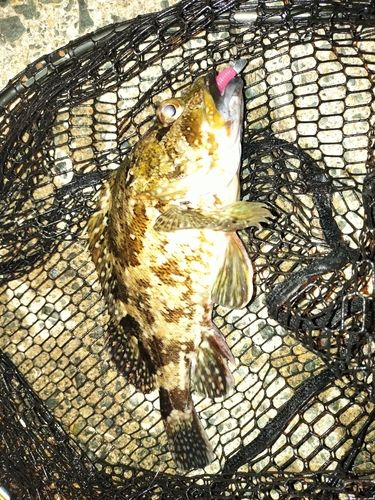 タケノコメバルの釣果