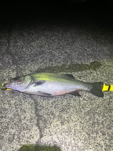 ヒラスズキの釣果