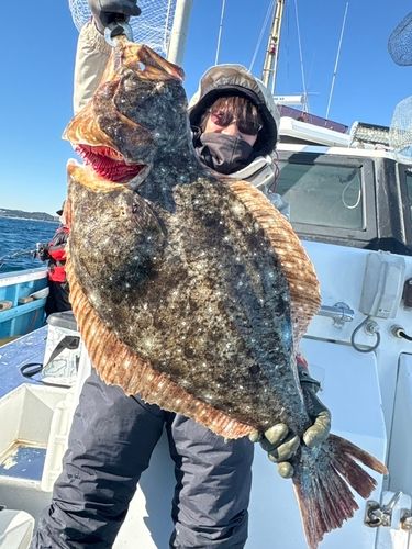 ヒラメの釣果