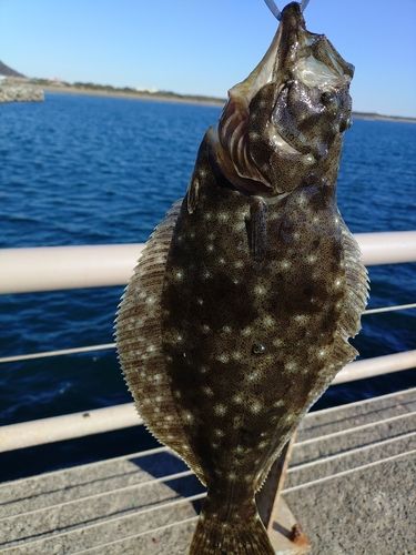 ヒラメの釣果