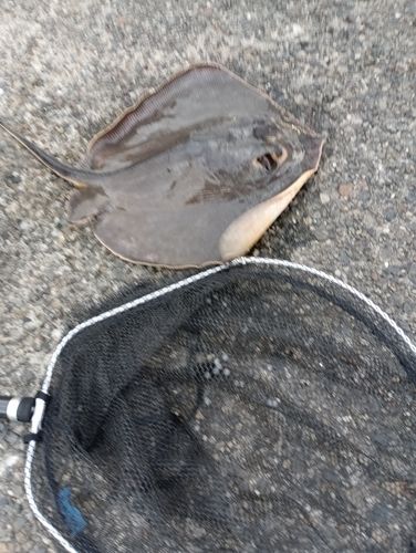 若洲海浜公園海釣り施設