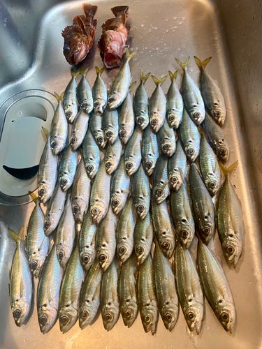 アジの釣果
