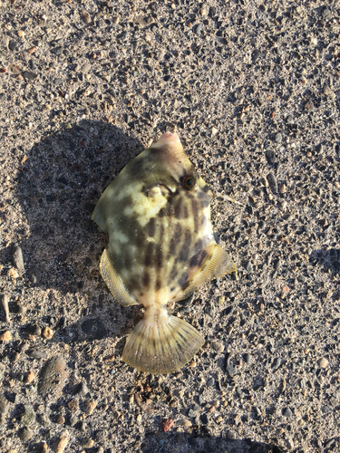 カワハギの釣果