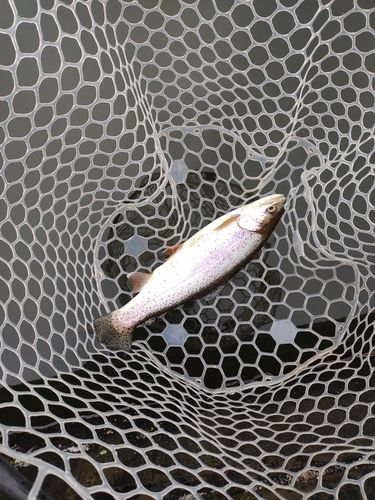 ニジマスの釣果