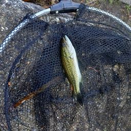 ブラックバス