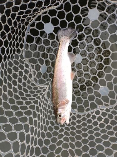 ニジマスの釣果