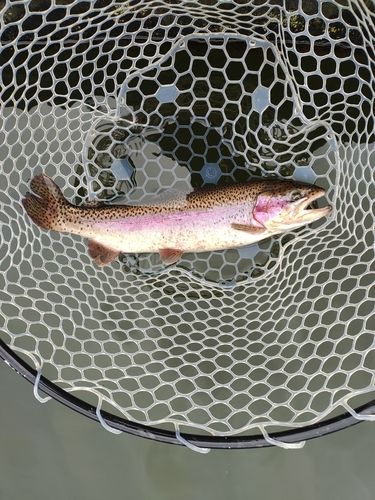 ニジマスの釣果