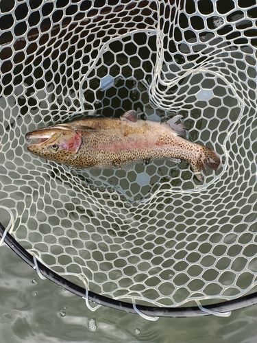 ニジマスの釣果