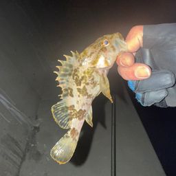 タケノコメバル