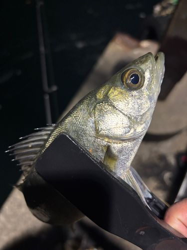 セイゴ（ヒラスズキ）の釣果