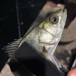 セイゴ（ヒラスズキ）