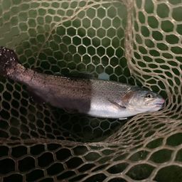 レインボートラウト