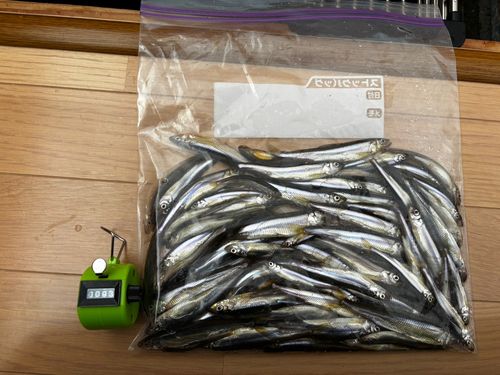 ワカサギの釣果
