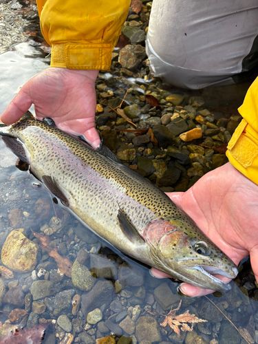 ニジマスの釣果