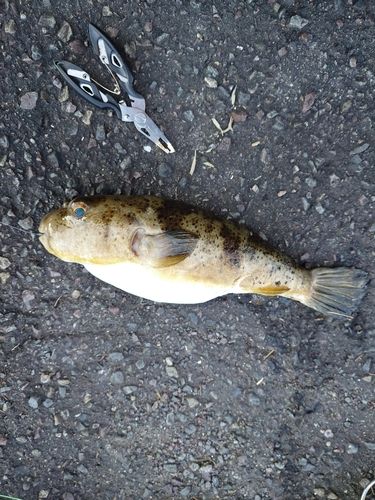 ヒガンフグの釣果