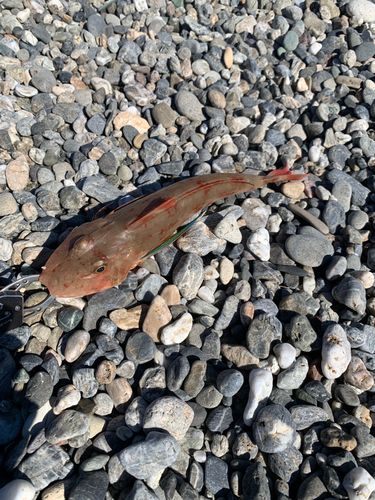 ホウボウの釣果