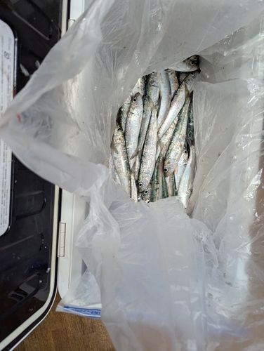 イワシの釣果
