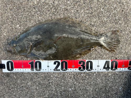 ヒラメの釣果