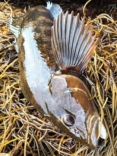 アイナメの釣果