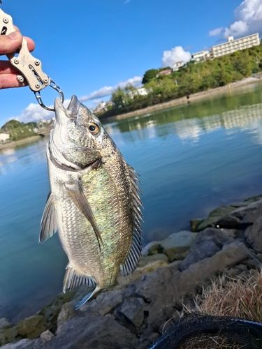 ミナミクロダイの釣果