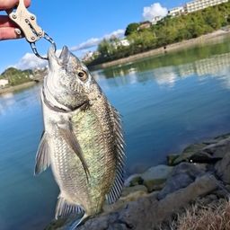 ミナミクロダイ