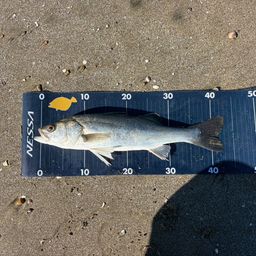 セイゴ（マルスズキ）