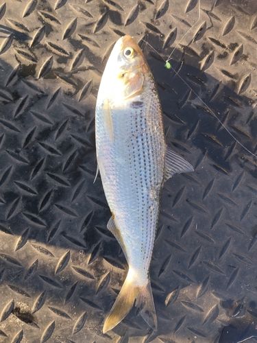 コノシロの釣果