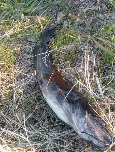 アメリカナマズの釣果