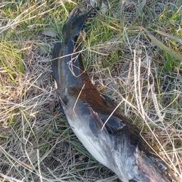 アメリカナマズ