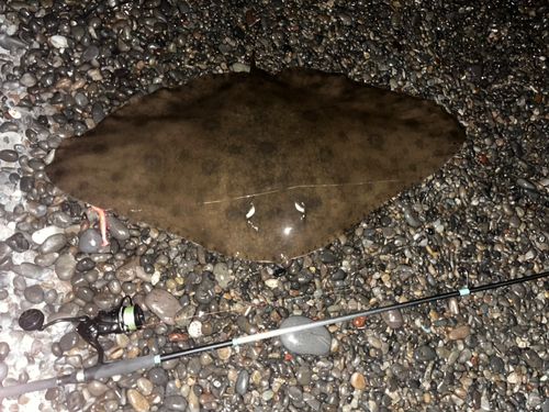 ツバクロエイの釣果