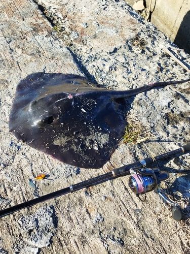 アカエイの釣果