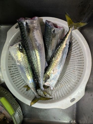 サバの釣果