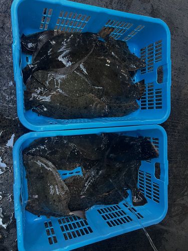 ヒラメの釣果