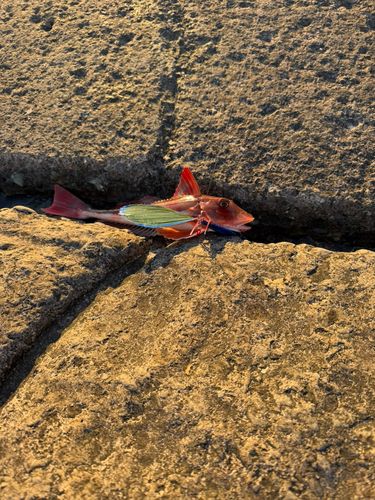 ホウボウの釣果