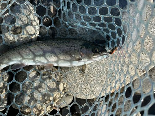 ニジマスの釣果