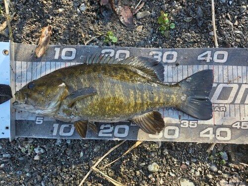 スモールマウスバスの釣果