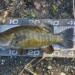 スモールマウスバス