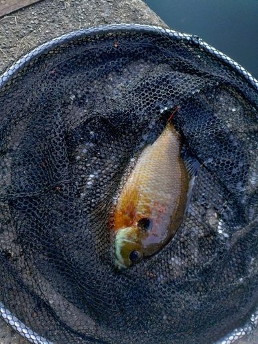 ブルーギルの釣果