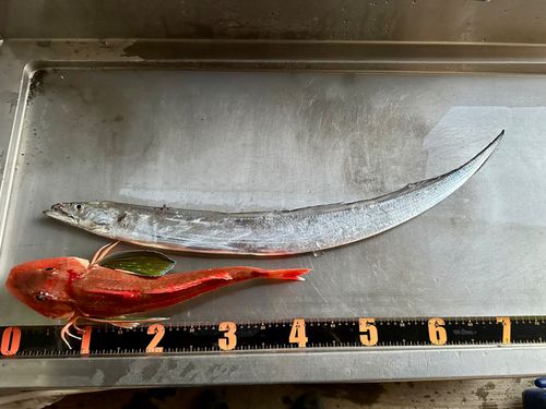 タチウオの釣果