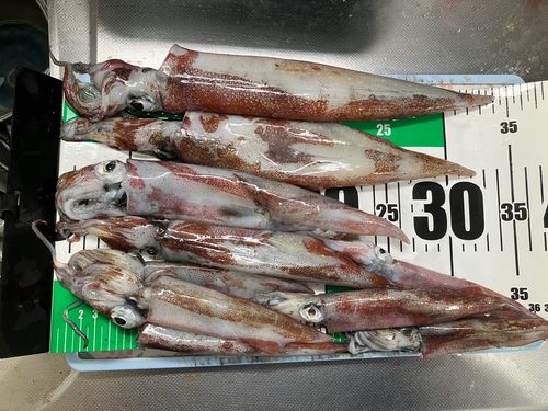 ヤリイカの釣果