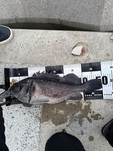 クロソイの釣果