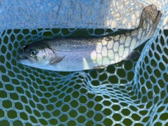 ニジマスの釣果